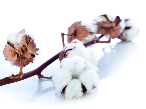 Lastofa (AD, CCL2, Größe 6, Beinlänge Standard, ohne Haftrand, Fußlänge Kurz)